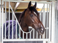 WG031025-75 - Jaramillo